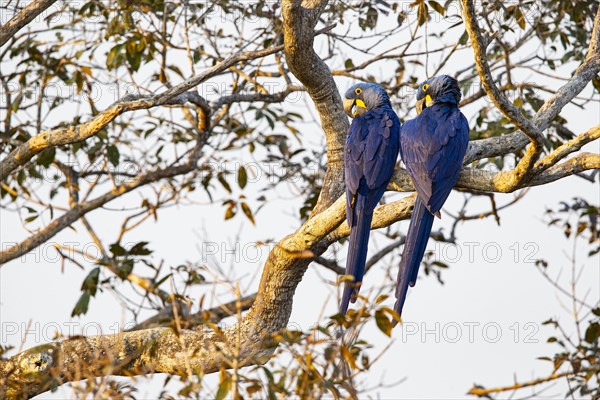 Hyacinth Macaw (Anodorhynchus hyacinthinus) Pantanal Brazil