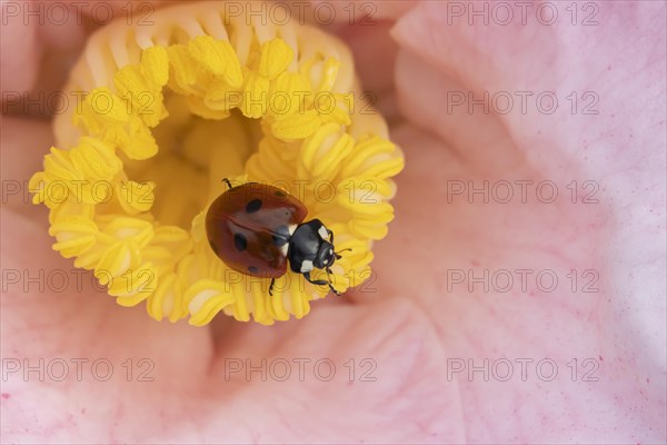 Seven-spot ladybird (Coccinella septempunctata) adult on a garden Camellia flower in spring, England, United Kingdom, Europe