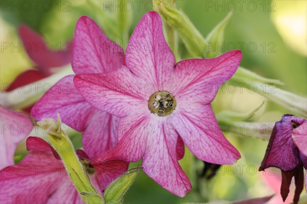 Ornamental tobacco (Nicotiana alata), flower, native to South America, ornamental plant, North Rhine-Westphalia, Germany, Europe