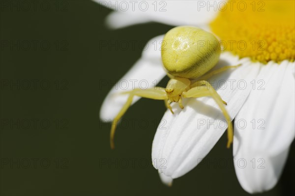 Goldenrod crab spider (Misumena vatia), female on the flower of a daisy (Leucanthemum vulgare, Chrysanthemum leucanthemum), North Rhine-Westphalia, Germany, Europe
