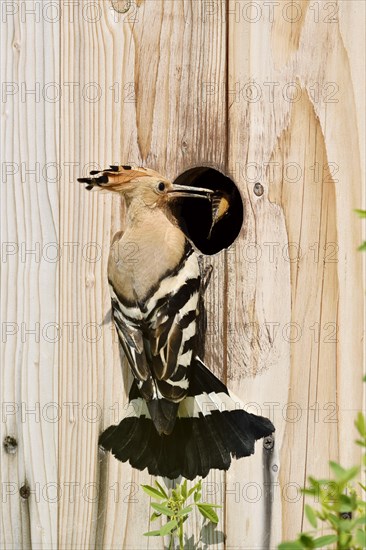 Hoopoe (Upupa epops) at a nesting box, Kaiserstuhl, Baden-Wuerttemberg, Germany, Europe