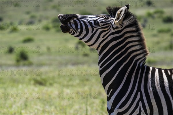 Plains zebra (Equus quagga), Funny Zebra, Addo Elephant National Park, Eastern Cape, South Africa, Africa