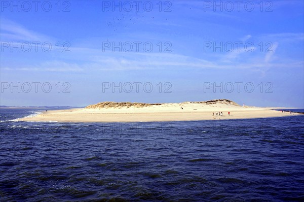 Grey seals on a sandbank, Sylt, North Frisia, View of a sandbank with few people under a wide blue sky, Sylt, North Frisian Island, Schleswig Holstein, Germany, Europe