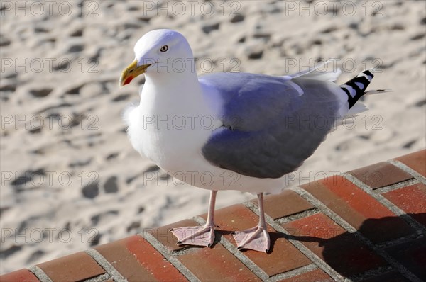 European herring gull (Larus argentatus), close-up of a gull with detailed feathers and yellow beak, Sylt, North Frisian Island, Schleswig-Holstein, Germany, Europe