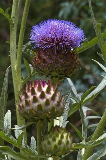 Artichoke flower (Cynara cardunculus) in the Parc Floral et Tropical de la Court d'Aron, Saint Cyr en Talmondais, Vandee, France, Europe