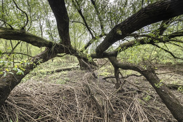 Old willows (Salix alba) in the quarry forest, Emsland, Lower Saxony, Germany, Europe