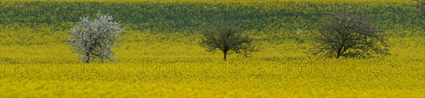 Flowering apple trees on a rape field, Field with rape (Brassica napus), panoramic photo, Cremlingen, Lower Saxony, Germany, Europe