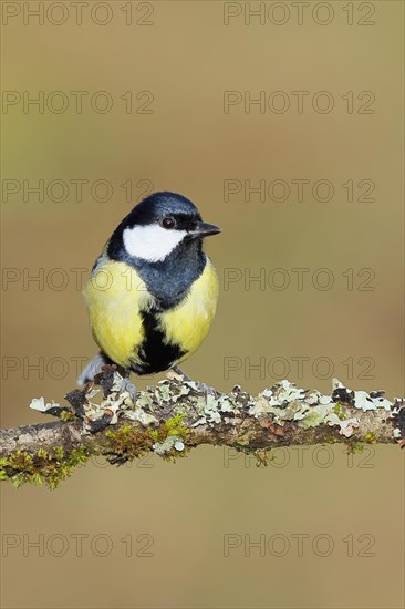 Great tit (Parus major) sitting on a branch overgrown with lichen and moss, Wilnsdorf, North Rhine-Westphalia, Germany, Europe