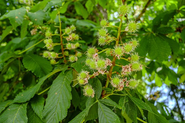 A cluster of small, still immature chestnuts, whose external shape resembles that of coronaviruses, on a chestnut tree