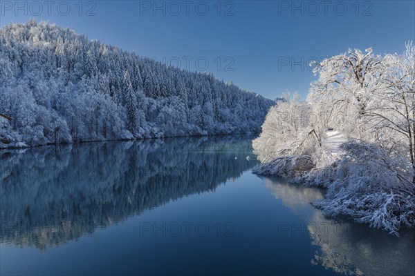 Winter forest reflected in the Lech, Fuessen, Ostallgaeu, Swabia, Bavaria, Germany, Fuessen, Ostallgaeu, Bavaria, Germany, Europe