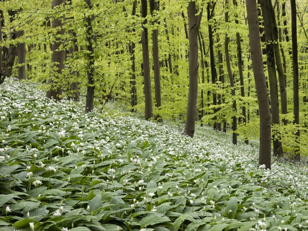 Ramson (Allium ursinum) in spring in the beech forest, Teutoburg Forest, North Rhine-Westphalia, Germany, Europe