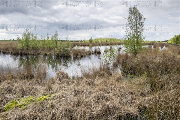 Moorland landscape with sprouting birch trees (Betula pendula), Emsland, Lower Saxony, Germany, Europe