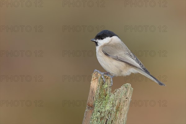 Marsh tit (Parus palustris) on a lichen-covered tree stump, Wilnsdorf, North Rhine-Westphalia, Germany, Europe