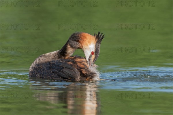 Great Crested Grebe (Podiceps cristatus) on a river. Bas-Rhin, Collectivite europeenne d'Alsace, Grand Est, France, Europe