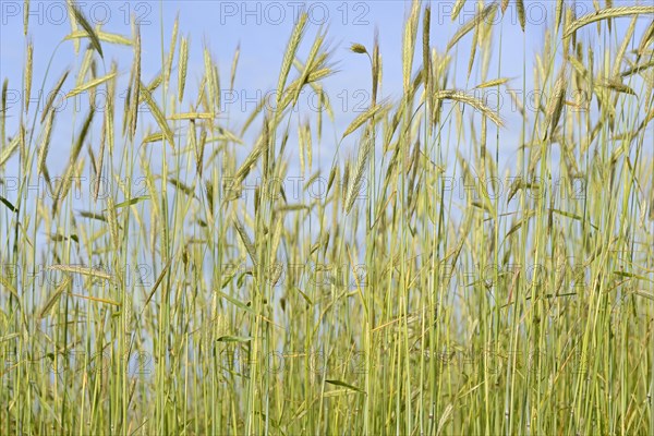 Cereal field, unripe winter rye (Secale cereale), blue sky, North Rhine-Westphalia, Germany, Europe