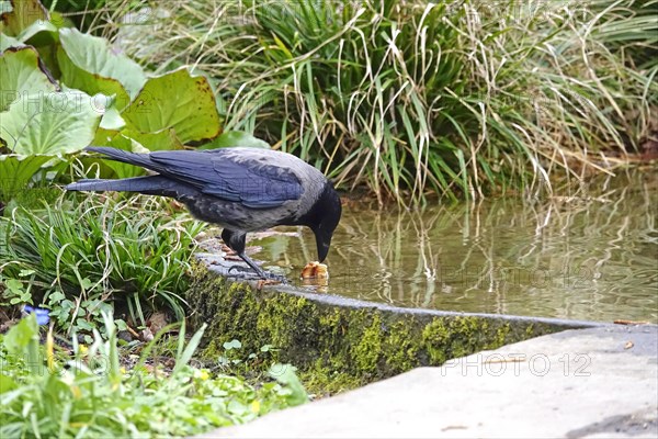 Corvid at a water basin, spring, Germany, Europe