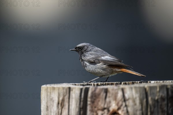 Black redstart (Phoenicurus ochruros), young bird, sitting on a tree trunk, Stuttgart, Baden-Wuerttemberg, Germany, Europe