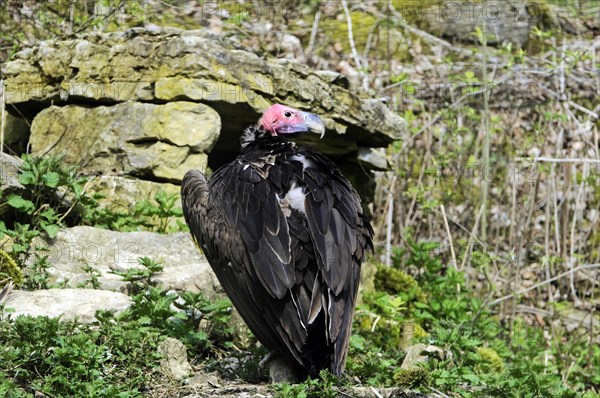 Horned vulture (Aegypius tracheliotus Syn. Torgos tracheliotus), captive, A horned vulture stands on a rock and presents its plumage, zoo, Baden-Wuerttemberg, Germany, Europe