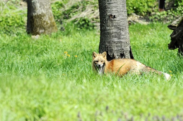 Red fox (Vulpes vulpes) Caotive, A fox lies relaxed in the green grass near a tree, zoo, Baden-Wuerttemberg, Germany, Europe