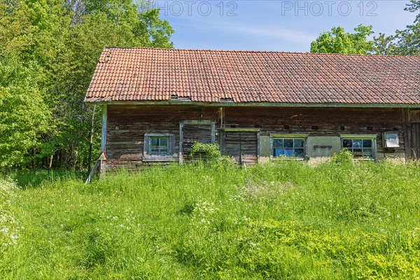 Old abandoned red barn in the countryside with a overgrown yard in the summer