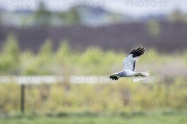 Hen harrier (Circus cyaneus) flying, Emsland, Lower Saxony, Germany, Europe