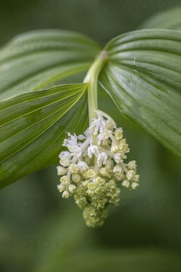 False Solomon's seal (Smilacina racemosa), Emsland, Lower Saxony, Germany, Europe