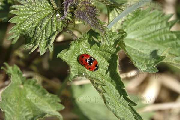 Ladybird, Spring, Germany, Europe