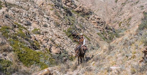 Traditional Kyrgyz eagle hunter riding with eagle in the mountains, hunting on horseback, near Bokonbayevo, Issyk Kul region, Kyrgyzstan, Asia