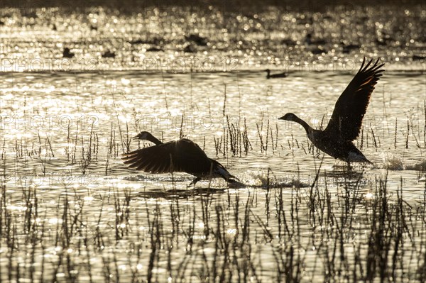 Canada geese (branta canadensis), pair taking off at sunrise, Lac Saint-Pierre biosphere reserve, province of Quebec, Canada, AI generated, North America