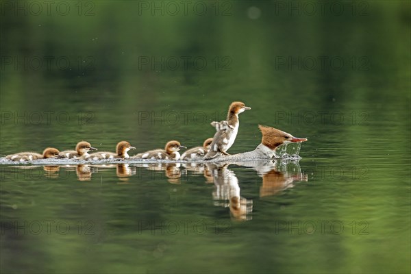 Common mergansers (mergus merganser), female swimming and carrying babies on her back, La Mauricie national park, province of Quebec, Canada, AI generated, North America