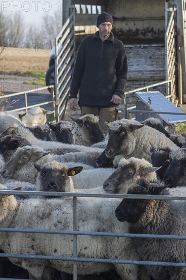 Sealed black-headed domestic sheep (Ovis gmelini aries) in the pen, behind the shepherd in front of the loader wagon, Mecklenburg-Vorpommern, Germany, Europe