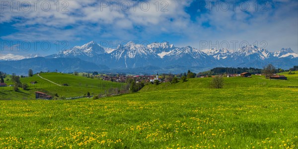 Common dandelion (Taraxacum sect. Ruderalia) in spring, meadow near Rieden am Forggensee, Ostallgaeu, Allgaeu, Bavaria, Germany, Europe