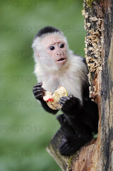 White-shouldered capuchin monkey or white-headed capuchin (Cebus capucinus), feeding, captive, occurring in South America