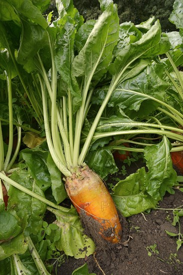 Fodder beet or beetroot (Beta vulgaris subsp. vulgaris var. crassa), North Rhine-Westphalia, Germany, Europe