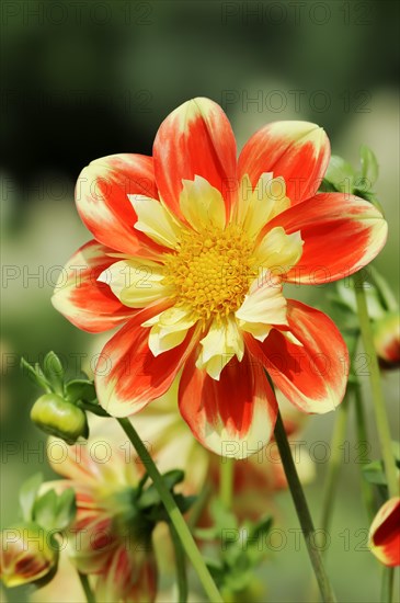 Dahlia 'Pooh' (Dahlia Hybride), flower, ornamental plant, North Rhine-Westphalia, Germany, Europe