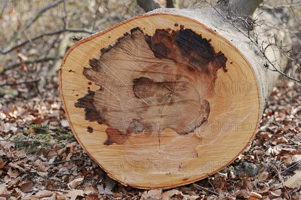 Felled copper beech (Fagus sylvatica) with wood rot, North Rhine-Westphalia, Germany, Europe