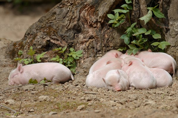 Goettingen minipig (Sus scrofa f. domestica), piglet, North Rhine-Westphalia, Germany, Europe