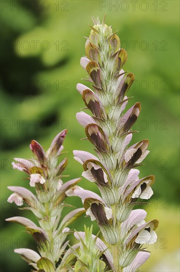 Balkan bear's paw (Acanthus hungaricus, Acanthus balcanicus), ornamental plant, North Rhine-Westphalia, Germany, Europe