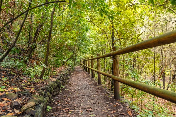 Trail in the Laurisilva forest of Los tilos de Moya in Doramas, Gran Canaria