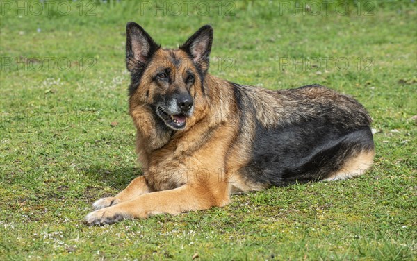 Old German shepherd dog, female, lying on lawn in Ystad, Scania, Sweden, Scandinavia, Europe