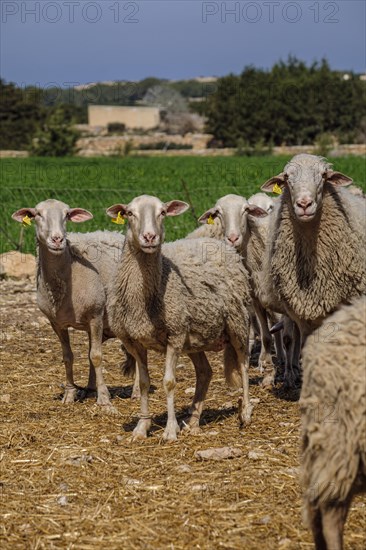 Flock of sheep in a field, Formentera, Pitiusas Islands, Balearic Community, Spain, Europe