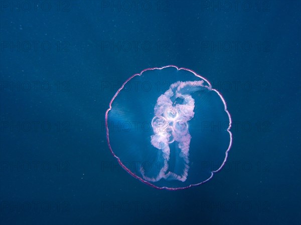 Common jellyfish (Aurelia aurita), dive site Amber Jack, Destin, Panhandle, Gulf of Mexico, Florida, USA, North America