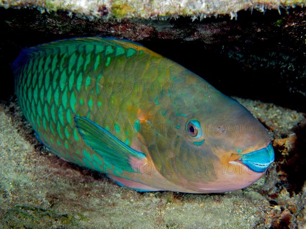 A stoplight parrotfish (Sparisoma viride) rests on the wreck of the Benwood at night. Dive site John Pennekamp Coral Reef State Park, Key Largo, Florida Keys, Florida, USA, North America