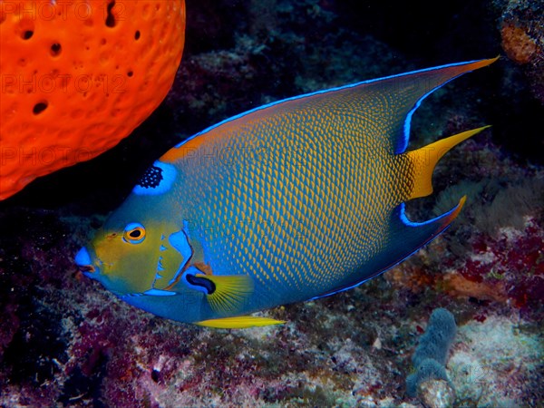 Queen angelfish (Holacanthus ciliaris), dive site John Pennekamp Coral Reef State Park, Key Largo, Florida Keys, Florida, USA, North America