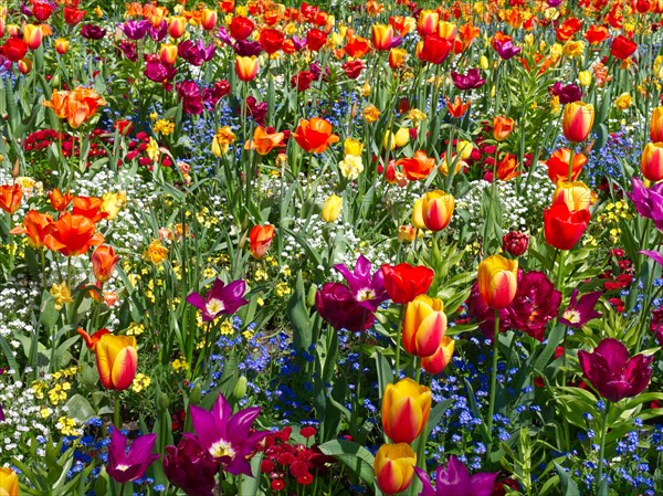 Riot of colour, tulip field (Tulip) with forget-me-not (Myosotis alpestris)