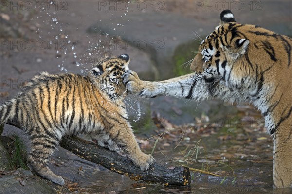 Cub splashing water while playing with another tiger, Siberian tiger, Amur tiger, (Phantera tigris altaica), cubs