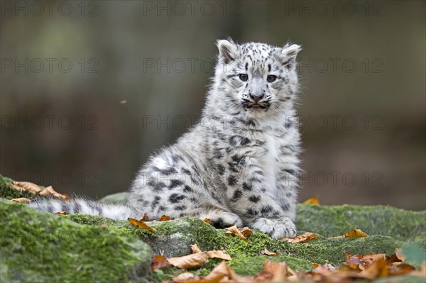 A young snow leopard sits on a rock and looks directly into the camera, Snow leopard, (Uncia uncia), young