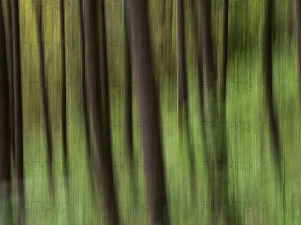 Abstract image of trees in a forest, motion blur, wipe effect, Leoben, Styria, Austria, Europe