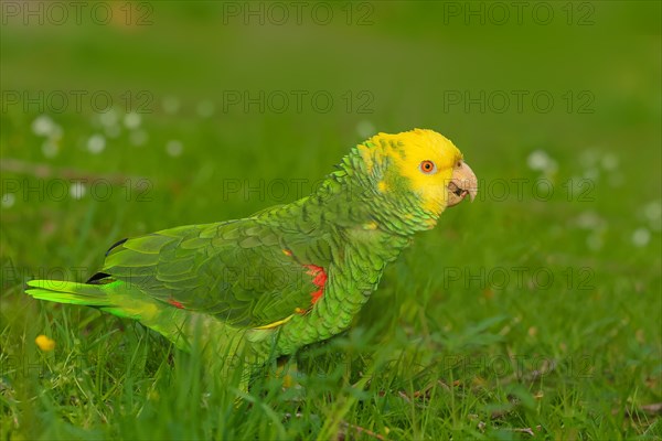 Yellow-headed Amazon (Amazona oratrix belizensis), running in a meadow, Rosensteinpark, Stuttgart, Baden-Wuerttemberg, Germany, Europe