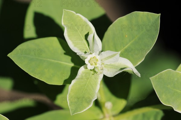 White-egded spurge (Euphorbia marginata), flower and leaves, native to North America, ornamental plant, North Rhine-Westphalia, Germany, Europe